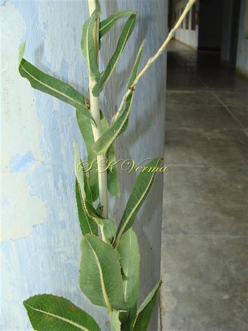  Plant-upper leafy part